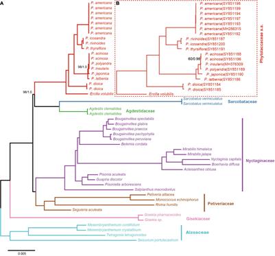 Phylogenomics Reveals the Evolutionary History of Phytolacca (Phytolaccaceae)